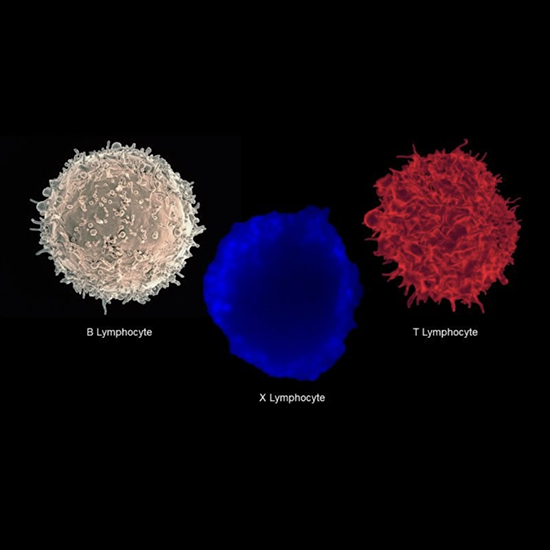Beyond Traditional Autoimmune Pathways Featured Image